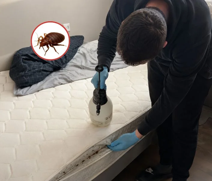 Technicien traitant un matelas contre les punaises de lit à Vieille-Église-en-Yvelines